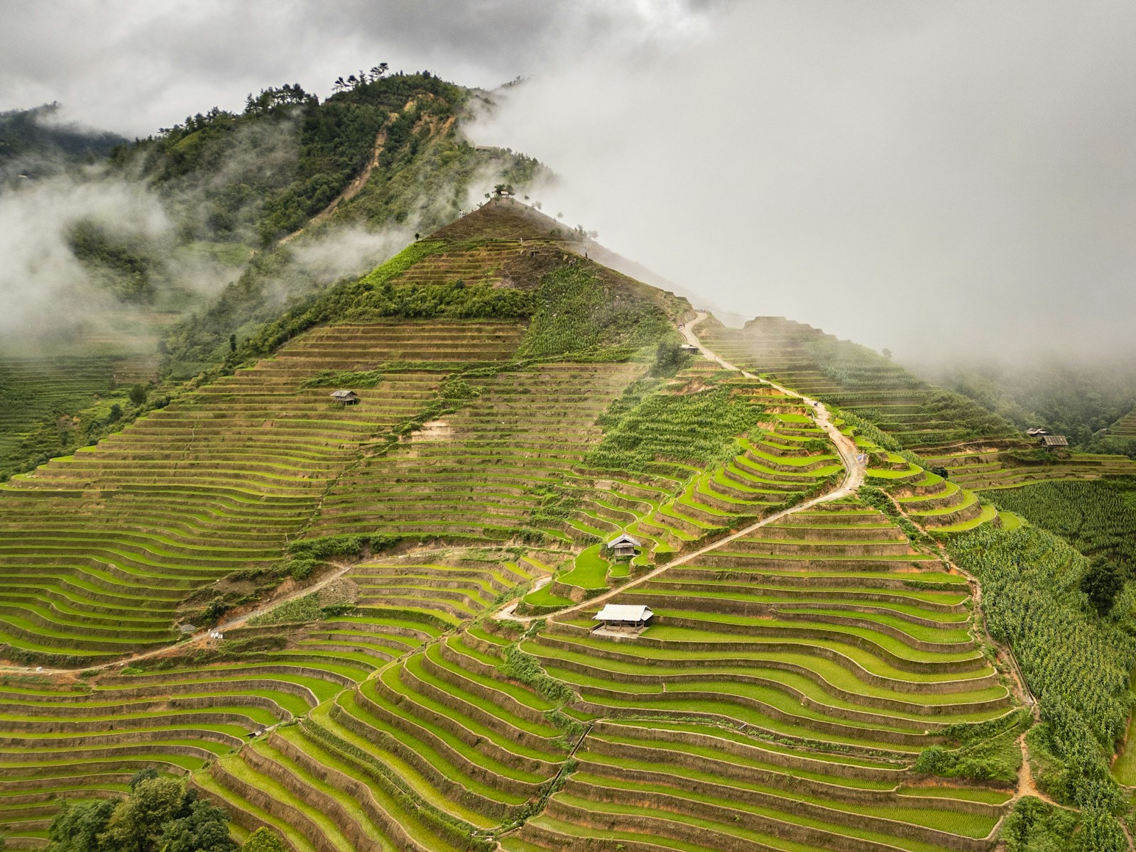 Sapa